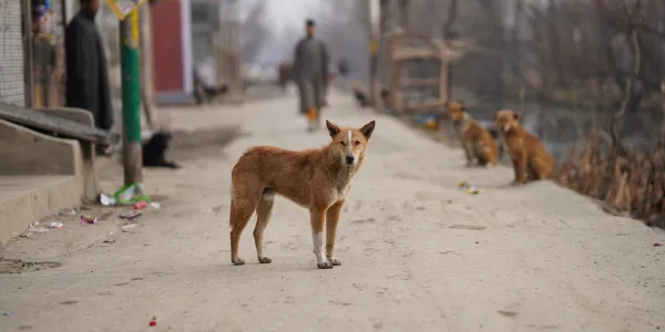 初心者必見！愛犬の爪切りのコツと注意点