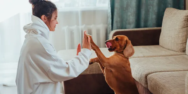 「犬のトイレしつけの秘訣：ストレスフリーで始める方法」