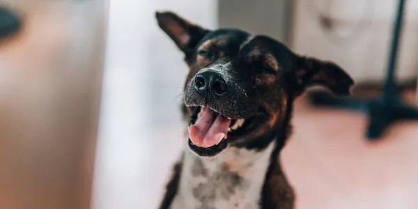 犬の年齢を人間に例えると？年齢換算の方法と成長の違い