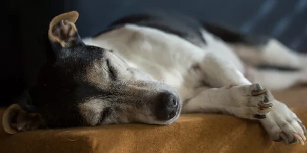 高齢犬の健康維持に最適なドッグフードとは？