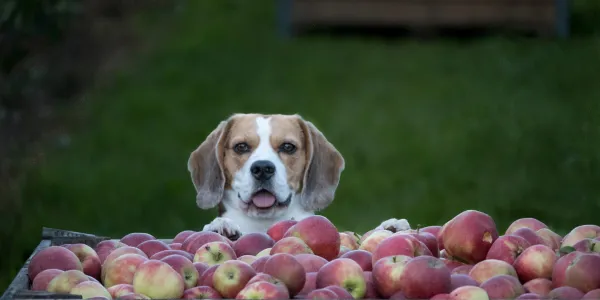 りんごで愛犬の健康を守ろう：効果と与え方ガイド