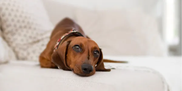 犬は何を考えている？犬の頭の中を探る