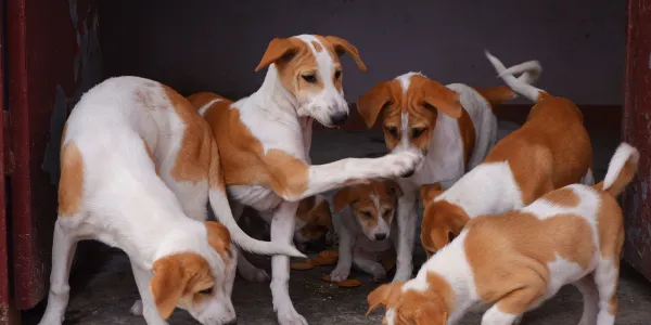 「小型犬から大型犬まで：犬の種類と飼い方のコツ」