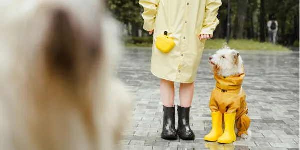 犬のレインコートの選び方と必要性について紹介！