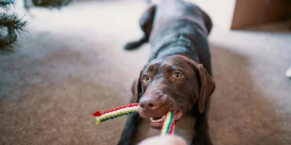 What to do when your dog won't let go of his toy