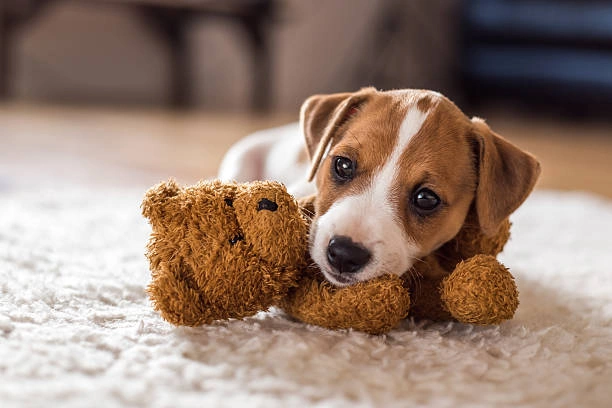 Why dogs bring toys