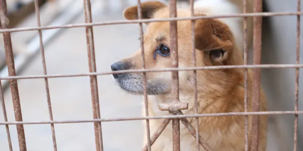 「犬のトイレしつけの秘訣：ストレスフリーで始める方法」