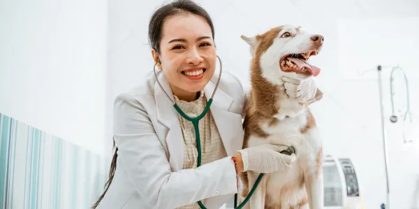 犬にトマトを与える際のメリットとデメリット、注意点を紹介！