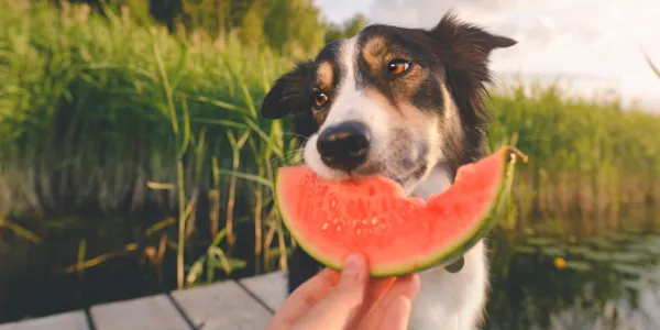 犬とスイカ：夏のおやつに最適な理由