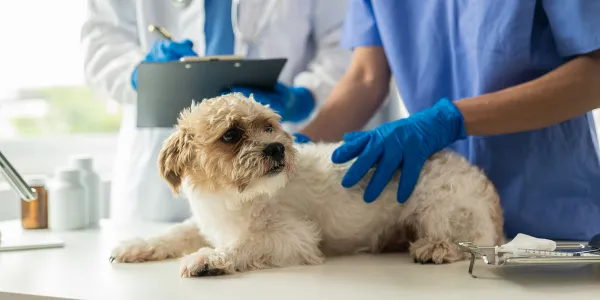 犬とみかん：栄養豊富なフルーツの魅力