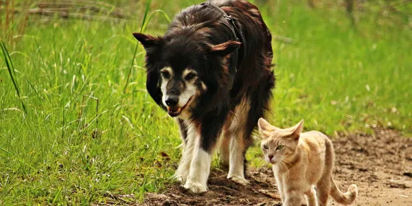 夏の散歩で犬を守る！高温対策と注意点