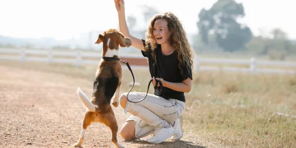 犬とみかん：栄養豊富なフルーツの魅力