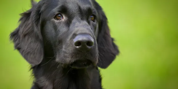 犬用サブスクリプションサービスの選び方と比較ポイント