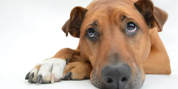 犬にトマトを与える際のメリットとデメリット、注意点を紹介！