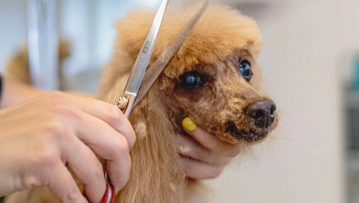 dog grooming