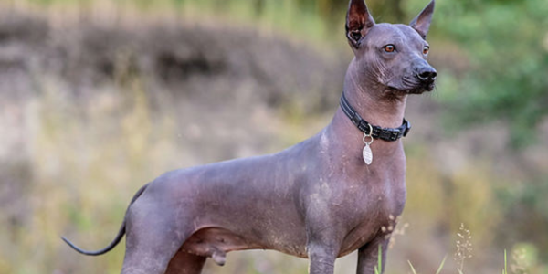 ヘアレス犬種7種の特徴と性格：毛がない犬を知ろう