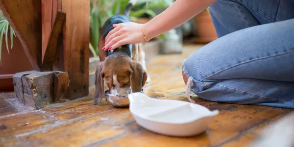 犬にきゅうりを与える方法とその効果