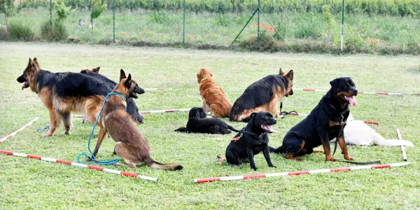 犬にブルーベリーを与えるべき？健康効果と安全な摂取量