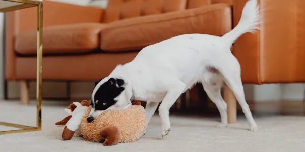 犬にトマトを与える際のメリットとデメリット、注意点を紹介！