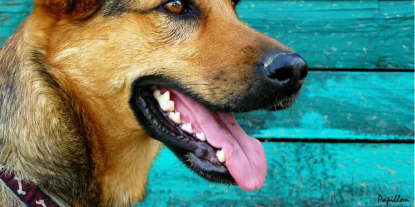 歯周病を防ぐ！犬の歯磨きの重要性と実践方法