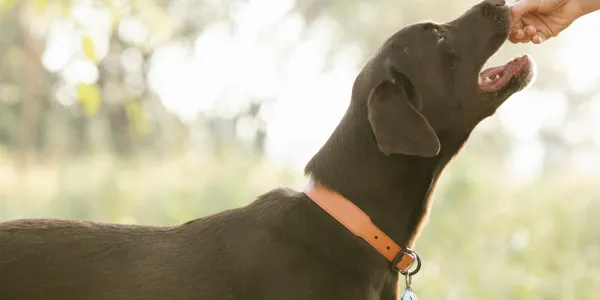 犬にトマトを与える際のメリットとデメリット、注意点を紹介！