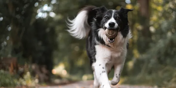 犬のアレルギーとは？症状や予防法を解説