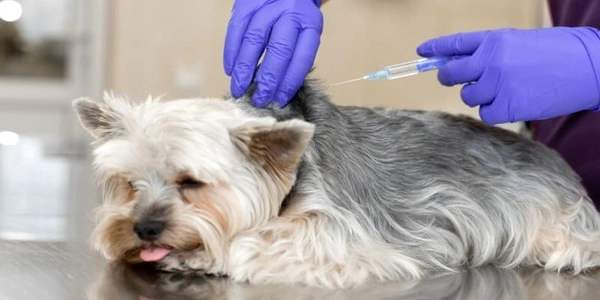 Rabies vaccination timing