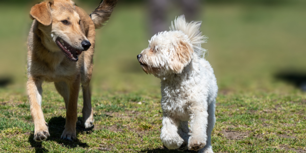 ヘアレス犬種7種の特徴と性格：毛がない犬を知ろう