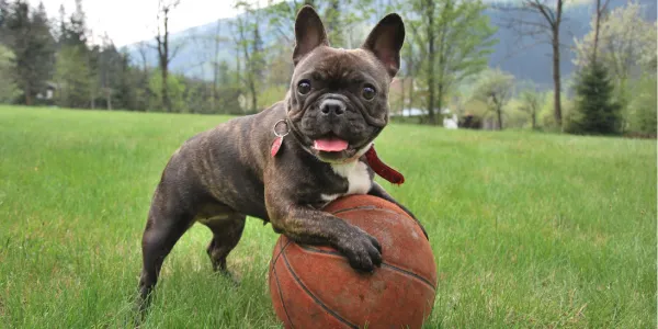  「愛犬のための理想的なおもちゃ選びガイド」  