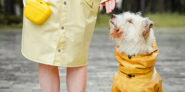 犬のレインコートの選び方と必要性について紹介！