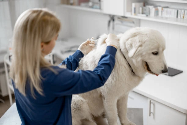 rabies vaccine  for dogs 