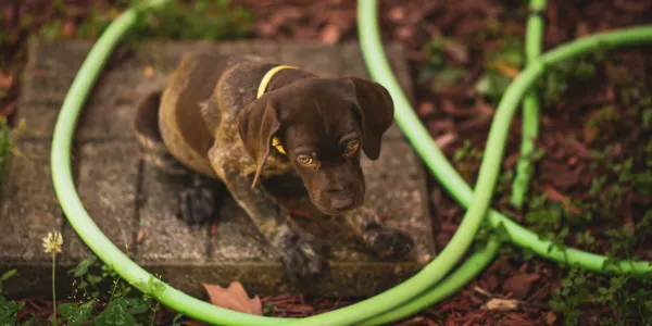 犬のアレルギーとは？症状や予防法を解説