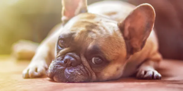 犬の暑さ対策：家でも外でもできる簡単な方法