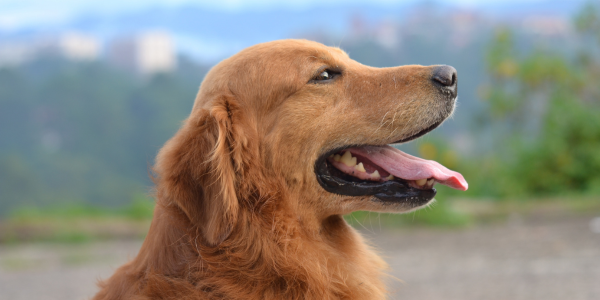 ヘアレス犬種7種の特徴と性格：毛がない犬を知ろう