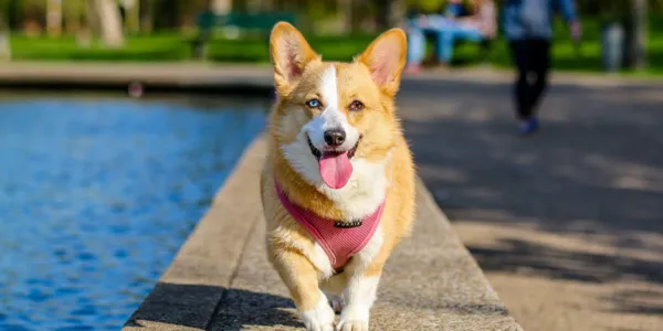 初心者必見！愛犬の爪切りのコツと注意点