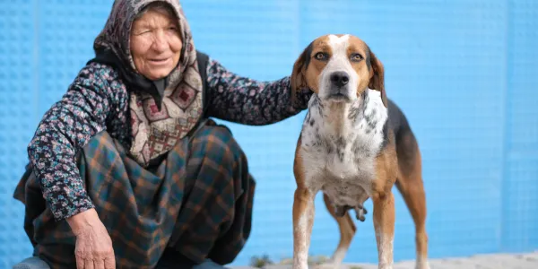 高齢犬の健康維持に最適なドッグフードとは？