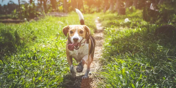 犬にじゃがいもを与える際の安全ガイド