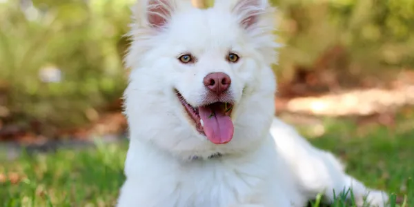 犬は何を考えている？犬の頭の中を探る