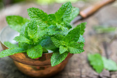 La menta es una de las hierbas aromáticas más populares del mundo. El té se usa para aliviar la acidez, náuseas, vómitos, digestión pesada, dolores del tracto gastrointestinal, de los conductos biliares y del estómago. También se asocia con propiedades antiinflamatorias y contra la diarrea. 