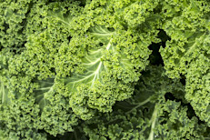 El kale o col rizada es un vegetal que llegó a ser comparado con la carne de res por ser rico en hierro, calcio y proteínas. También posee una de las capacidades antiinflamatorias más eficaces del grupo alimenticio. Además, con una taza de este vegetal hervido se puede cubrir 6% del consumo diario de vitamina E.
