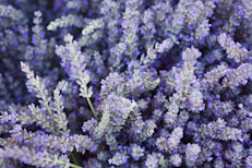 Su inconfundible aroma hace de la lavanda una de las flores más utilizadas para hacer esencias y perfumes, pero sus bondades van más allá. En 1928, el químico francés René Maurice Gattefossé, descubrió su capacidad para promover la regeneración de tejidos y la cicatrización de heridas. Su aceite es un antiinflamatorio natural que reduce la picazón, la inflamación y el enrojecimiento.