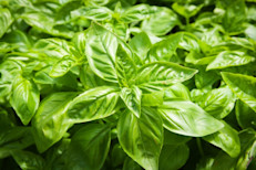 Las semillas de albahaca proporcionaron 24 g/d de fibra dietética, lo que los científicos creen contribuyó a la reducción de los niveles de glucosa postprandial (después de comer) y al mejoramiento a largo plazo de la tolerancia a la glucosa, tanto en los pacientes con diabetes que no dependían de la insulina como entre los insulino‑dependientes.