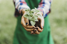Si tienes diabetes, puedes agregar sabor y cuidado a través de la albahaca, tanto en ensaladas, como saborizante o bien preparando un té con sus hojas. Consulta con tu médico si decides consumir aceite o semillas de albahaca como complemento. Las personas hipotensas (con presión arterial baja) y los que van a someterse a una cirugía, deben abstenerse de consumir albahaca.