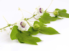 La pasiflora se ha usado históricamente como sedante para combatir el insomnio. Evidencia preliminar indica que tiene una acción calmante similar a las benzodiacepinas (fármacos con efectos sedantes). Se encuentra en la lista GRAS (generalmente reconocida como segura) de la Administración de Alimentos y Medicamentos de Estados Unidos (FDA) para ayudar a conciliar el sueño nocturno.