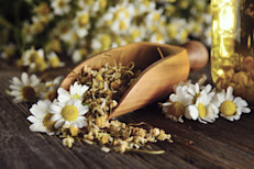 La manzanilla es una de las flores más conocidas y utilizada dentro del herbario popular. Tradicionalmente, sus infusiones o la aromaterapia con su aceite esencial se han empleado para el insomnio y la sedación. La chrysin, uno de sus componentes, sería la sustancia química responsable de estos beneficios. 