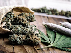 La concentración de su componente principal, el tetrahidrocannabinol o THC determina la potencia de la droga. Según el Instituto Nacional para el Abuso de Drogas (NIDA, por su sigla en inglés) quienes la marihuana han aumentado el contenido de THC en las últimas décadas.