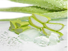Muy pocas plantas tienen tantas propiedades medicinales como el aloe vera o sábila. Se ha usado por miles de años para tratar heridas, infecciones en la piel, quemaduras y otras afecciones dermatológicas. En la actualidad es muy popular en productos de belleza y estudios recientes apuntan a que también ayudaría a perder peso. 