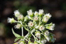También conocido como petasites, se ha convertido en una medicina natural popular para la rinitis alérgica y es la mejor estudiada. Es una planta de la familia de las margaritas (Asteraceae). La mayoría de los estudios han usado un extracto específico llamado ZE 339 y comprobaron que tomar una tableta de este extracto 3 o 4 veces al día parece disminuir los síntomas de la rinitis alérgica. 