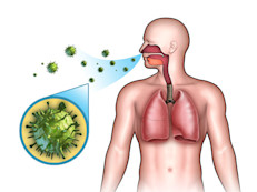 El B‑glucano también ayuda a reforzar el sistema inmunológico y combatir infecciones bacterianas, coadyuvando con las células inmunes a localizar el foco de infección y eliminar los patógenos invasores. Además de mejorar la actividad del sistema inmunitario, el B‑glucano es útil para la cicatrización de heridas.