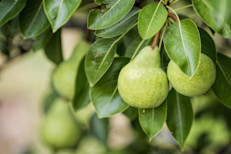 En China, una de sus regiones de origen, se asocia a la pera con la longevidad, debido a que crecen en el peral o Pyrus, un árbol caracterizado por su fuerza y resistencia a las sequías. Las peras son reconocidas por ser más angostas a partir del tallo, ensanchándose hacia su parte inferior. Sus color puede variar entre diferentes tonalidades de amarillo, rojo y verde.